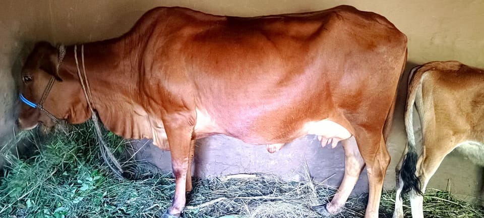 Sahiwal Cow in  HIMACHAL PRADESH
