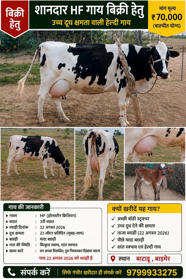 HF Cow in  RAJASTHAN
