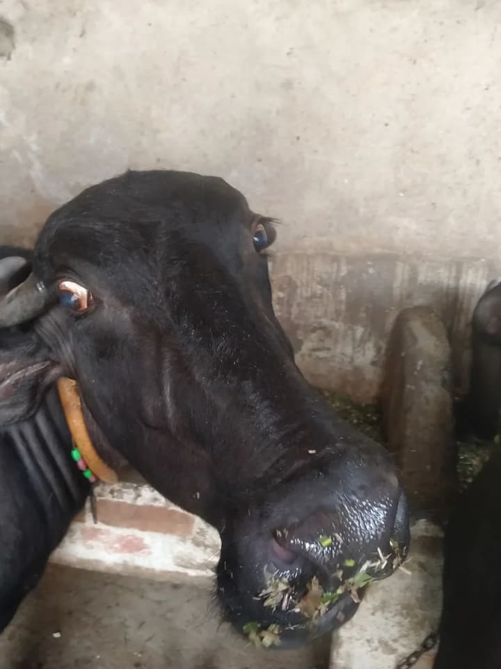 Murrah Buffalo in  HARYANA