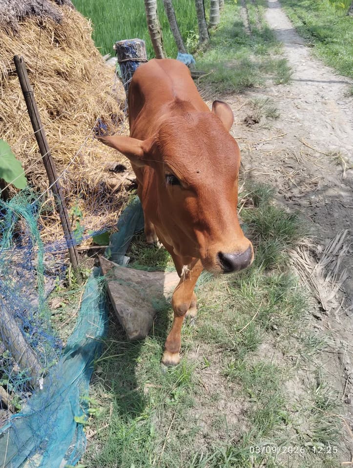 Others Cow in  WEST BENGAL