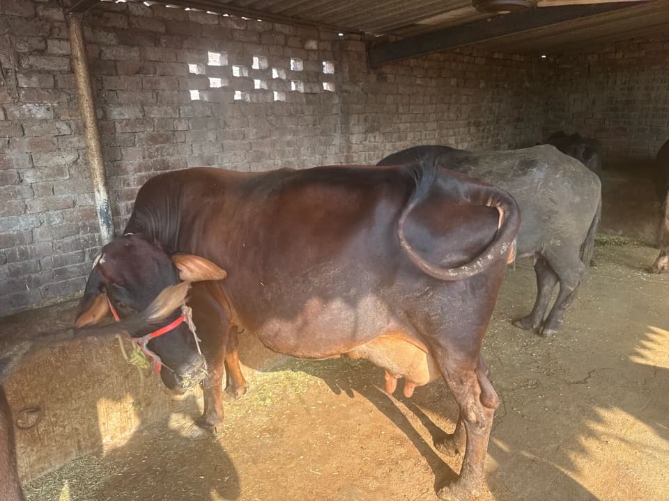 Jersey Cow J1610 in  PUNJAB