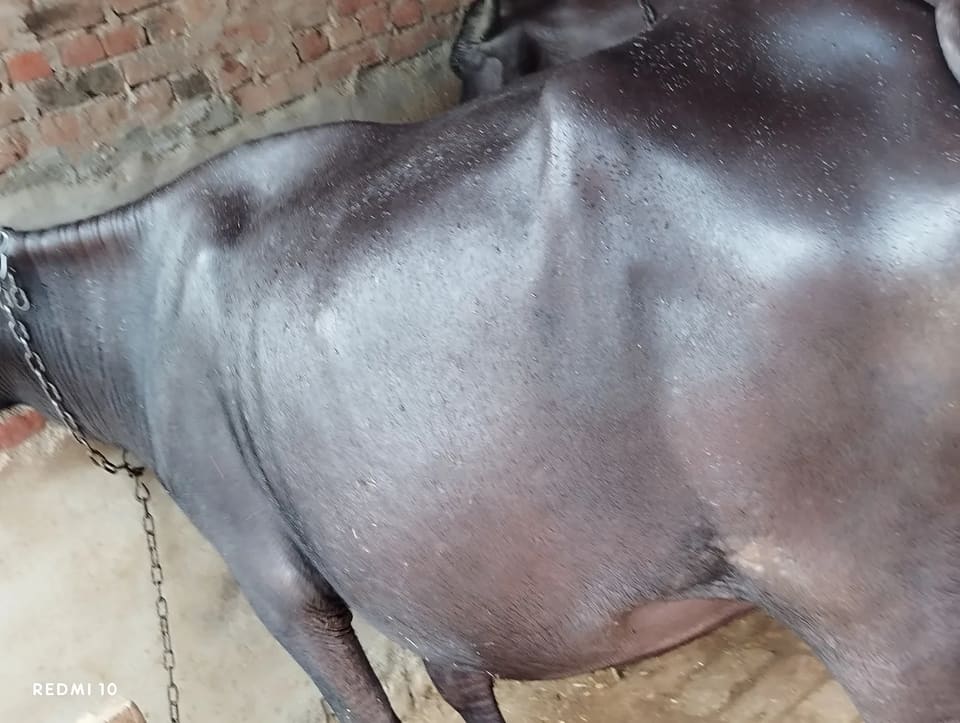 Murrah Buffalo in  UTTAR PRADESH