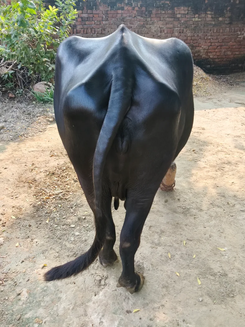 Murrah Buffalo M5297 in  UTTAR PRADESH