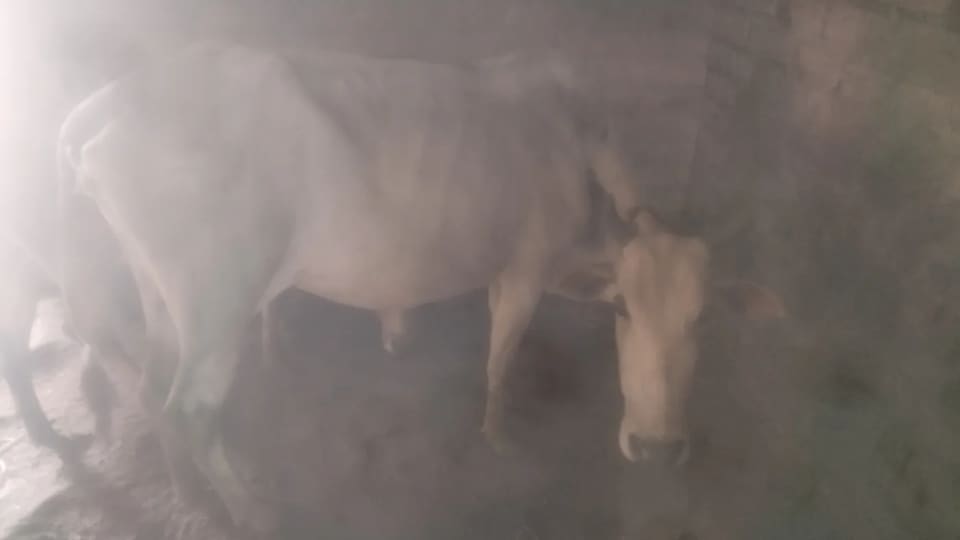 Gir Cow G2093 in  ODISHA