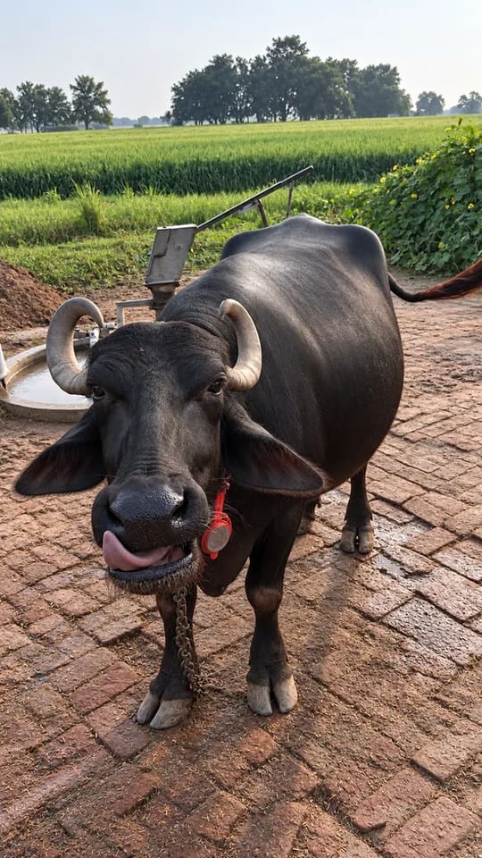 Others Buffalo in  UTTAR PRADESH