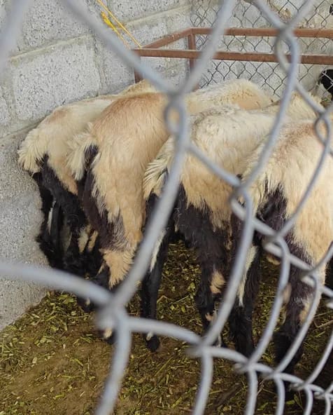 Bannur Sheep in  ANDHRA PRADESH