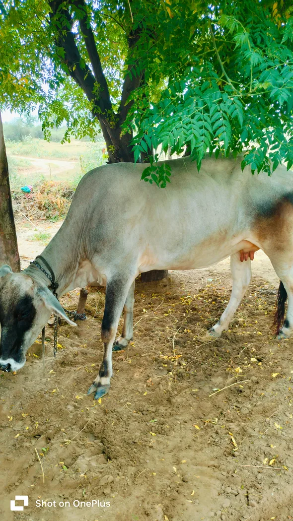 Others Cow in  RAJASTHAN