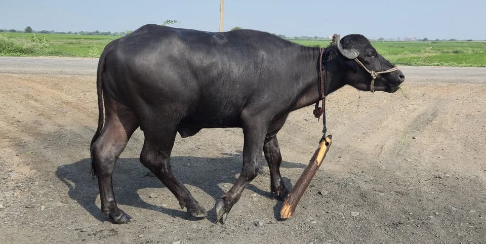Murrah Buffalo M5315 in  KARNATAKA