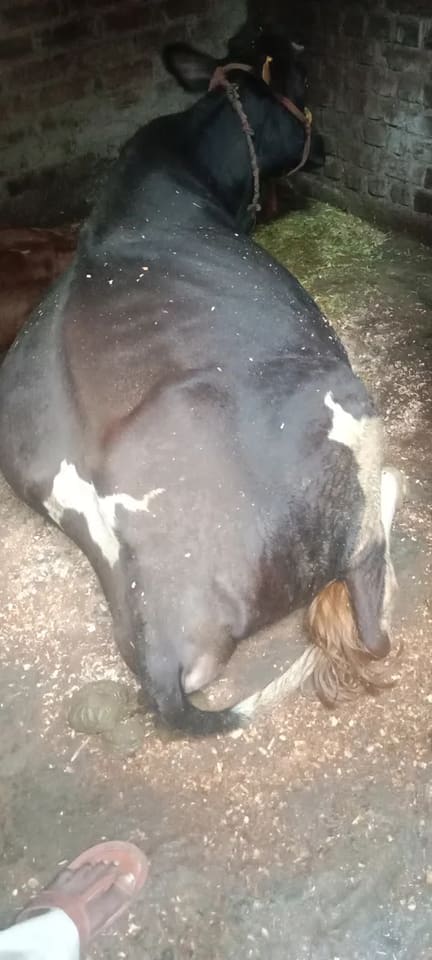 HF Cow in  UTTARAKHAND