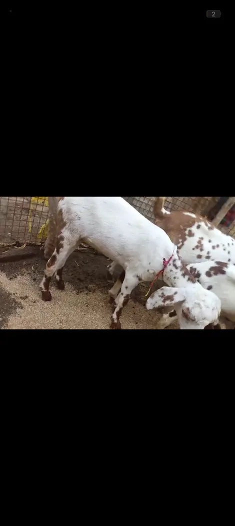 Barbari Goat B0527 in  RAJASTHAN