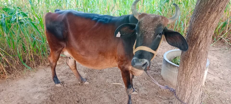Sahiwal Cow in  RAJASTHAN