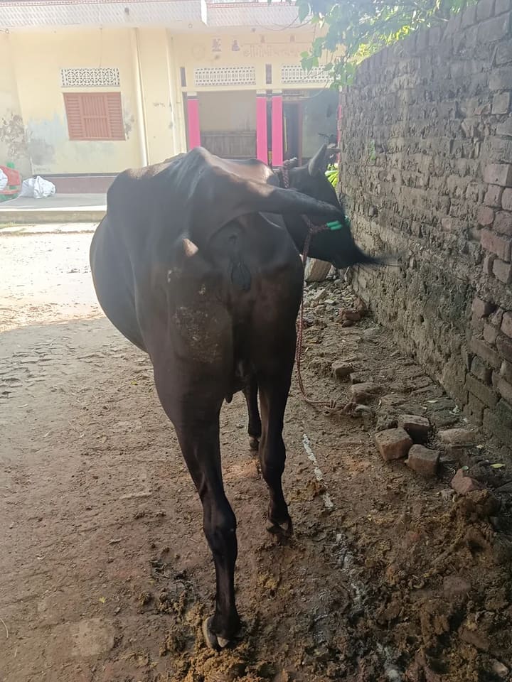 Kapila Cow in  UTTAR PRADESH