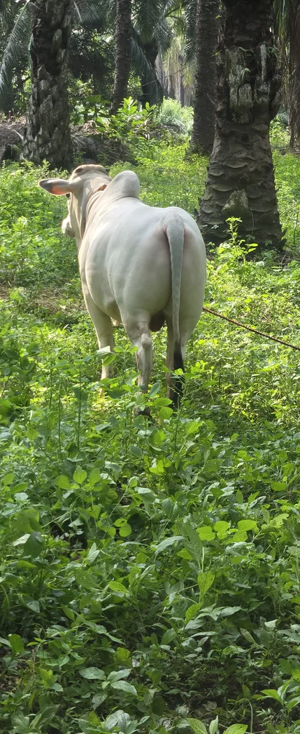 Punganur  Cow in  ANDHRA PRADESH