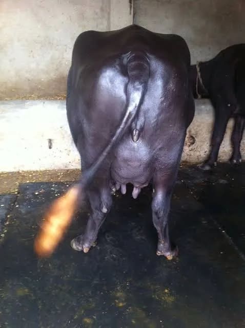 Others Buffalo in  UTTAR PRADESH