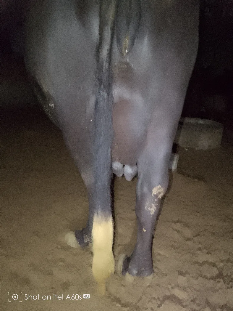 Murrah Buffalo in  RAJASTHAN