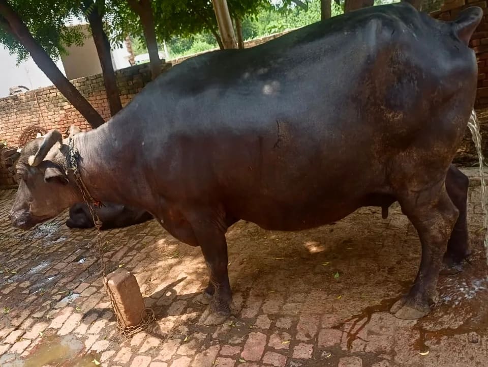 Murrah Buffalo M4716 in  UTTAR PRADESH