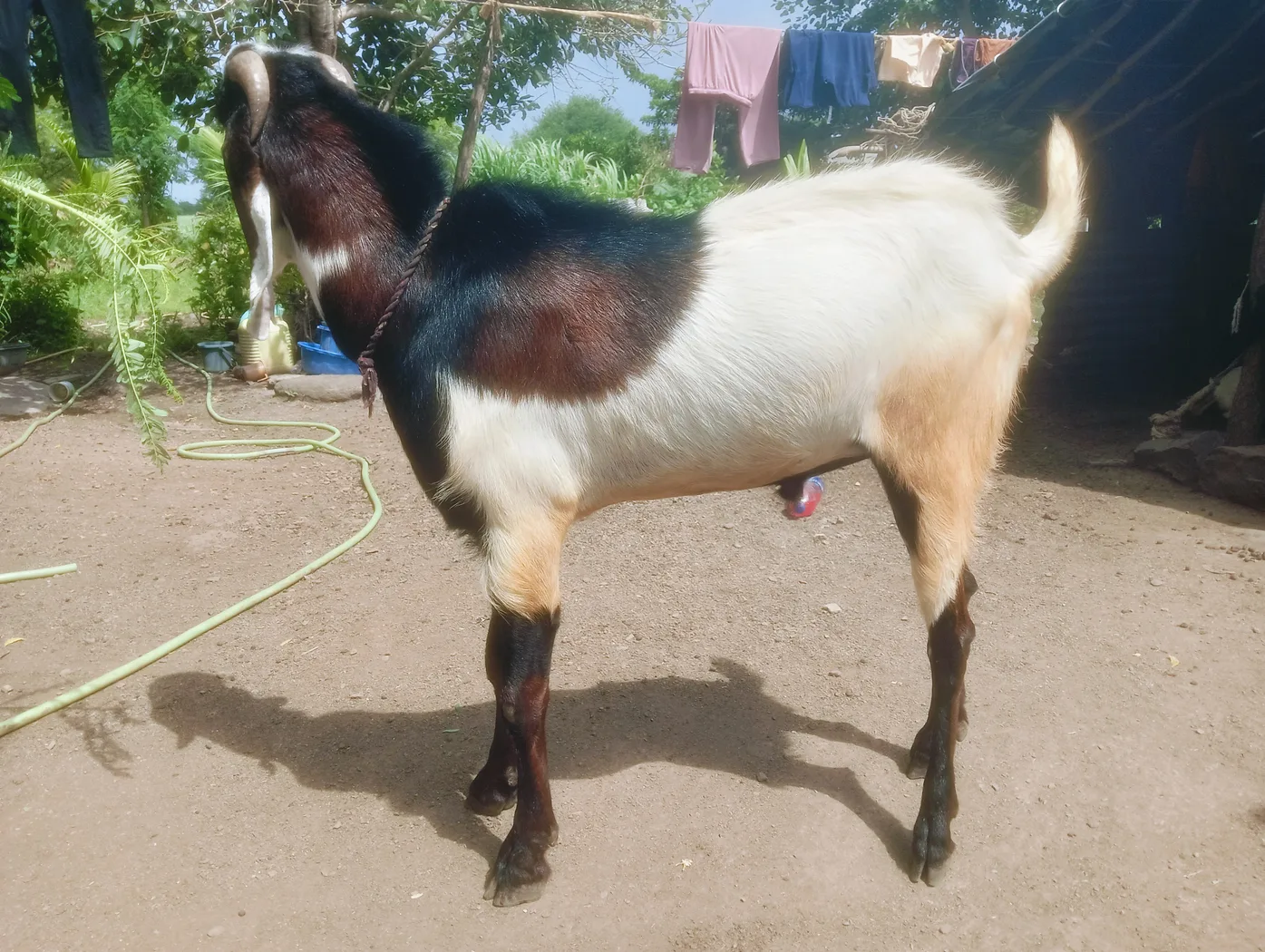 Beetal Goat B0501 in  MAHARASHTRA