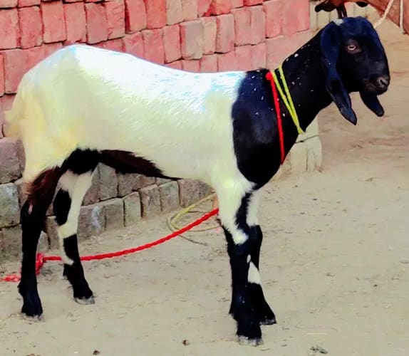 Beetal Goat B0533 in  UTTAR PRADESH