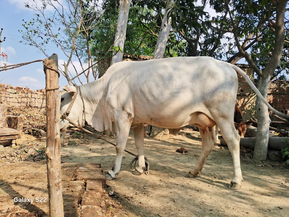Tharparkar Cow T0307 in  UTTAR PRADESH