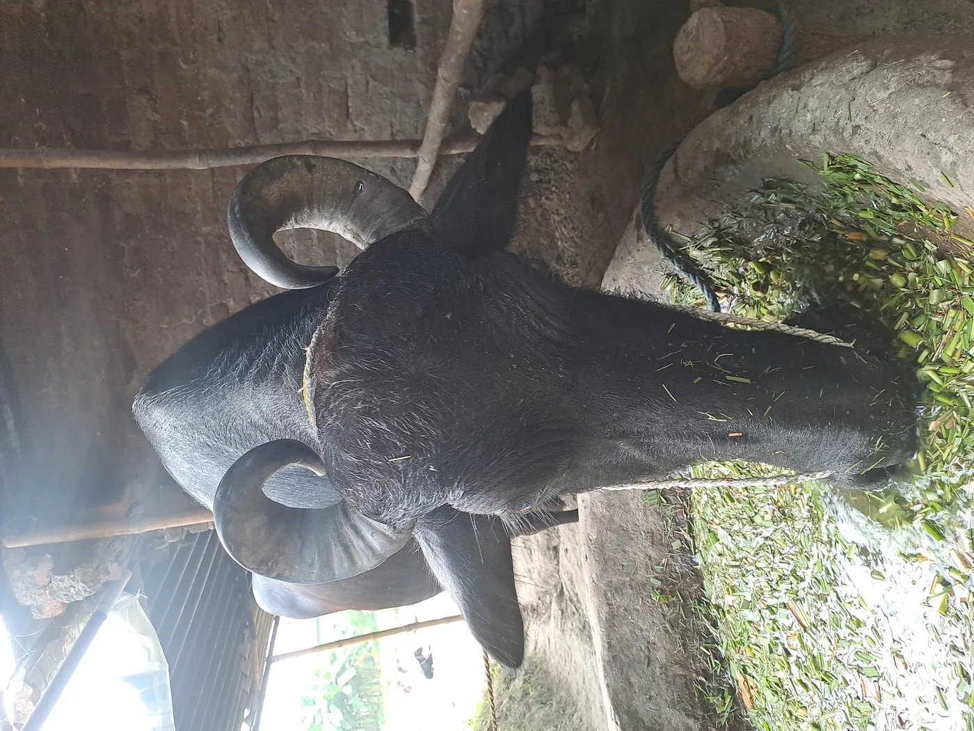 Murrah Buffalo in  BIHAR