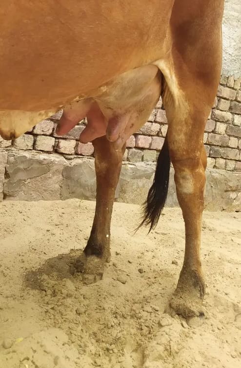 Sindhi Cow in  RAJASTHAN