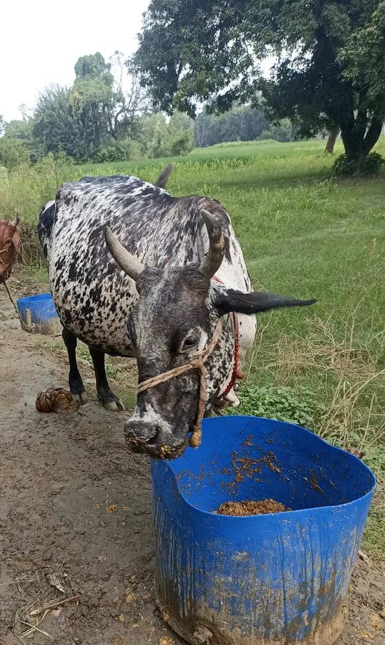 HF Cow H3199 in  UTTAR PRADESH