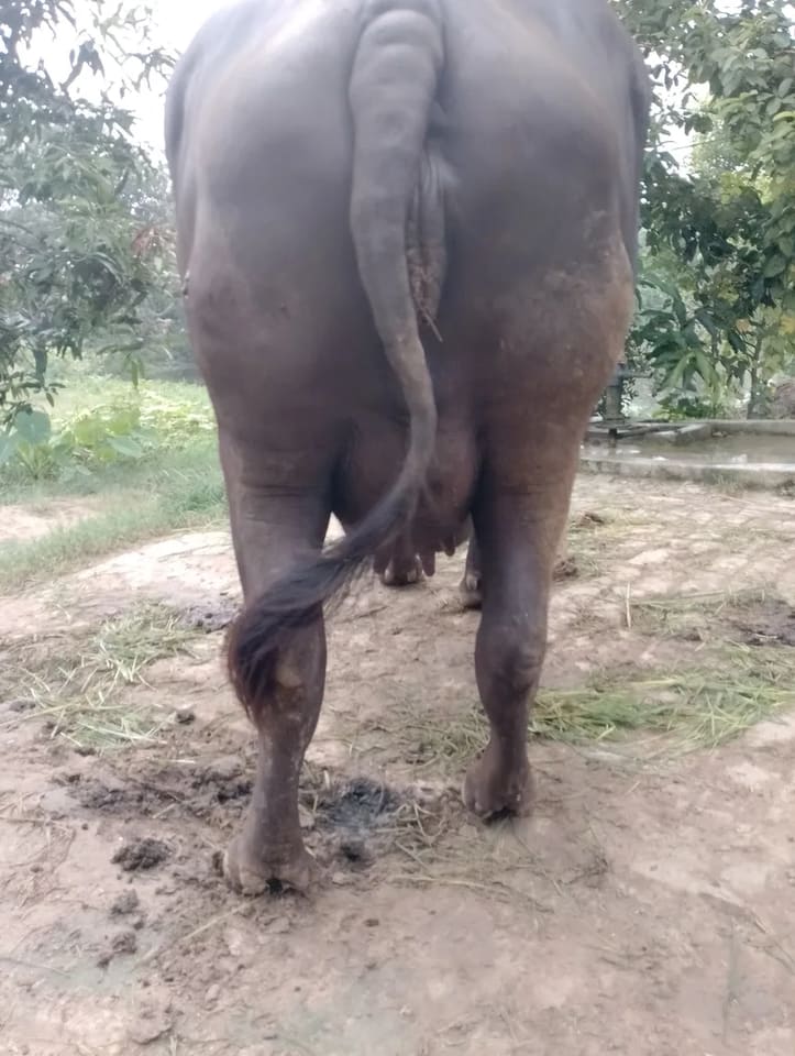 Murrah Buffalo in  UTTAR PRADESH