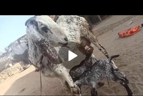 Jamunapari Goat in  RAJASTHAN