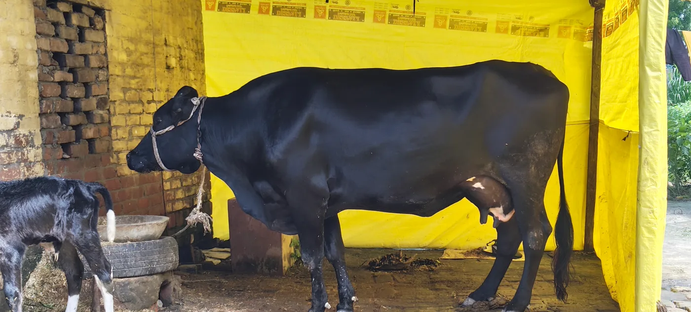 Kapila Cow K0245 in  UTTAR PRADESH