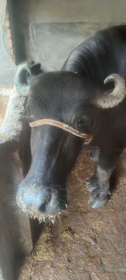 Murrah Buffalo in  UTTAR PRADESH