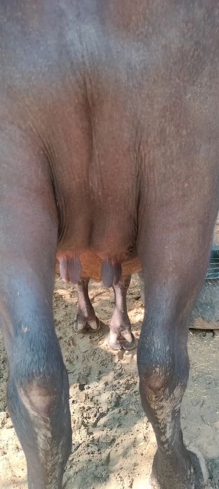 Murrah Buffalo in HARYANA