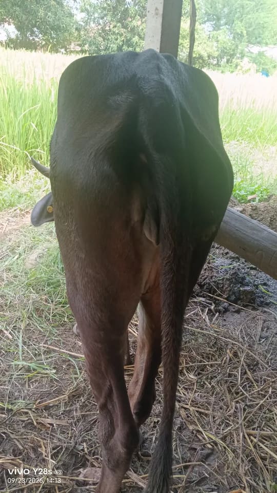 Others Cow in  GUJARAT