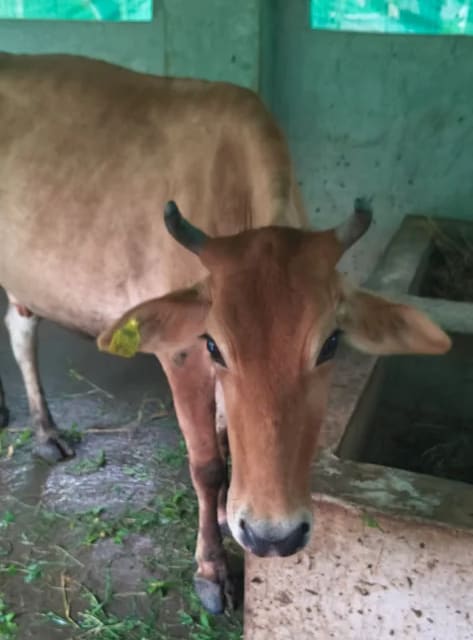 Sindhi Cow in  ODISHA