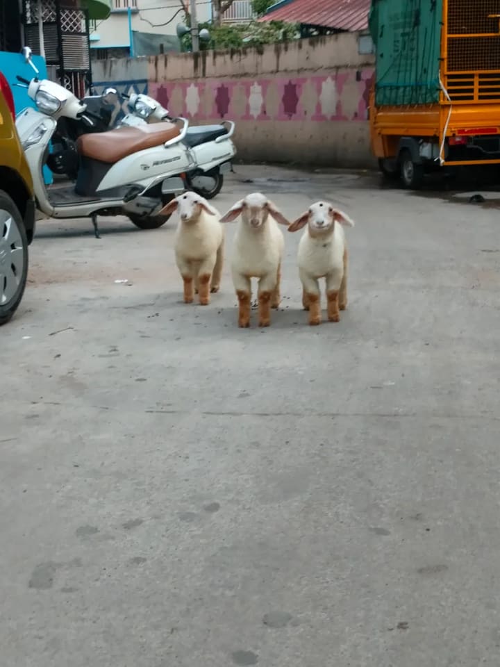 Bannur Sheep in  KARNATAKA