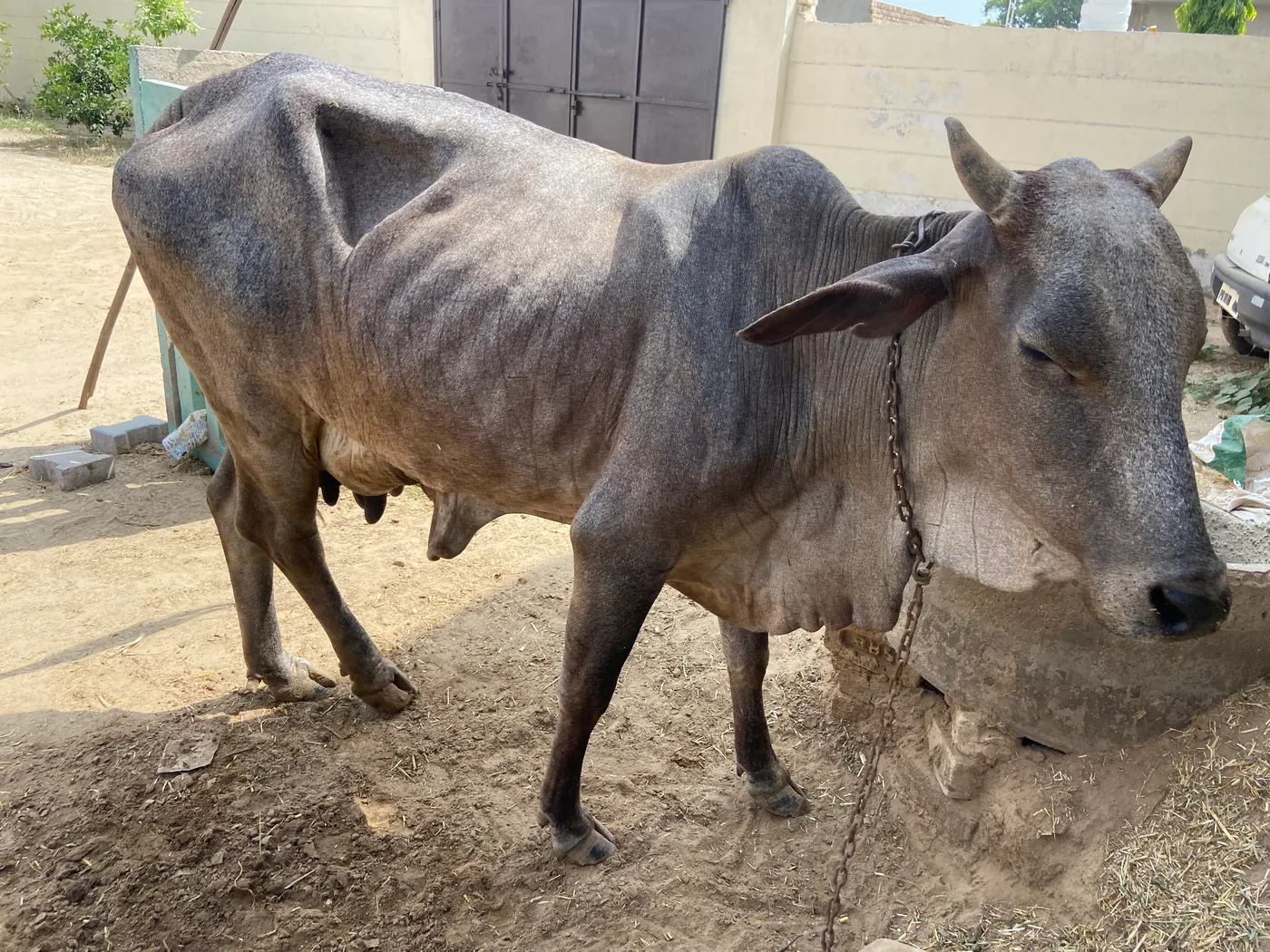 Others Cow in  RAJASTHAN