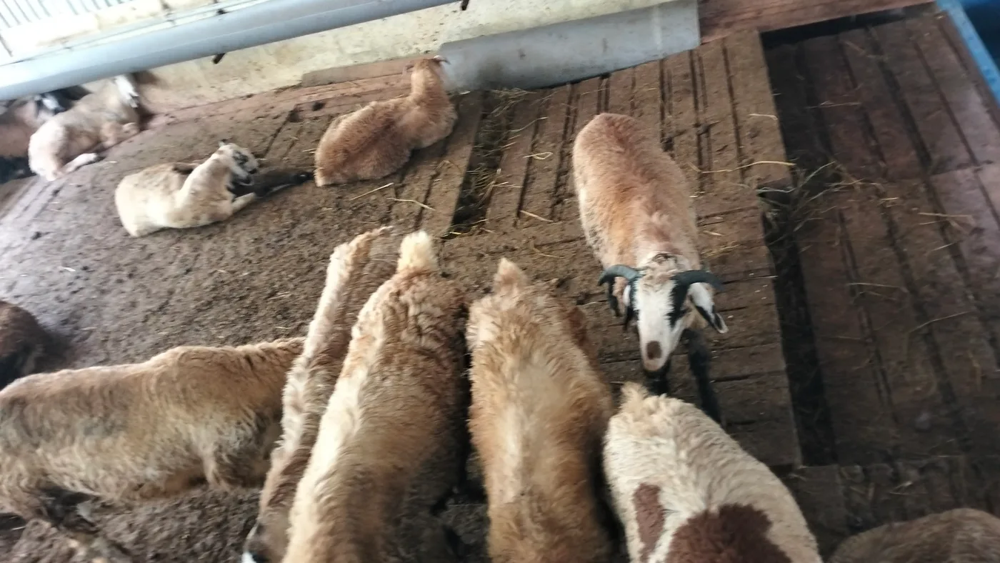 Neelore  Jodipi Sheep N0193 in  TAMIL NADU