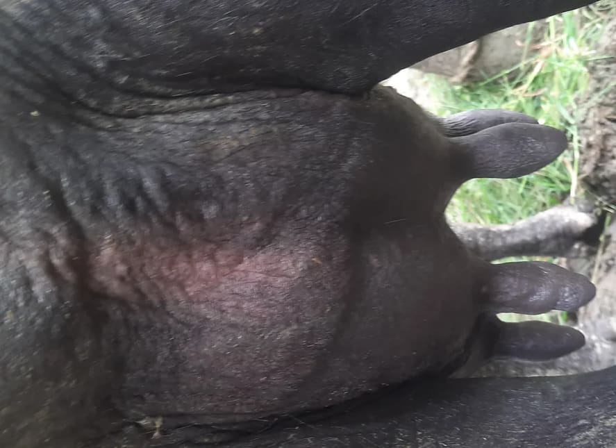 Murrah Buffalo in  UTTAR PRADESH