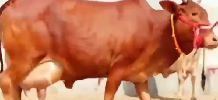 Sahiwal Cow S2012 in  RAJASTHAN