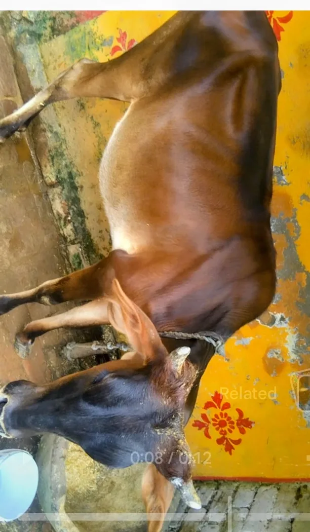 HF Cow in UTTAR PRADESH