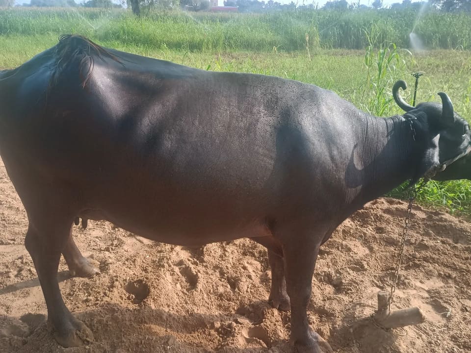 Others Buffalo in  HARYANA