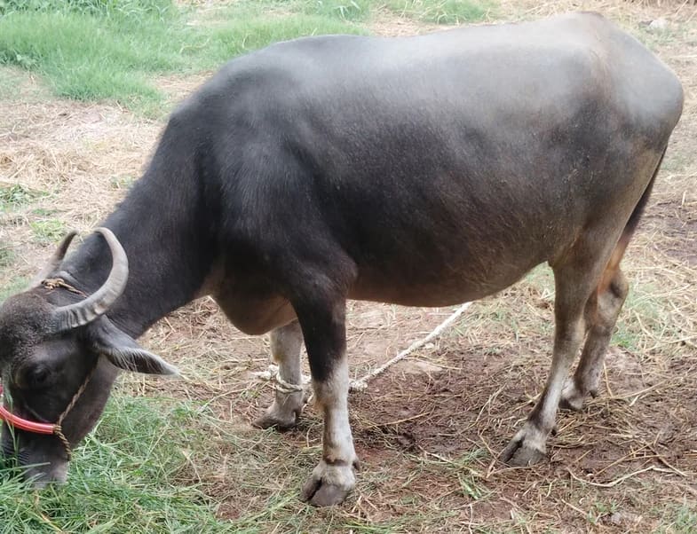 Jafarabadi Buffalo J0439 in  ANDHRA PRADESH