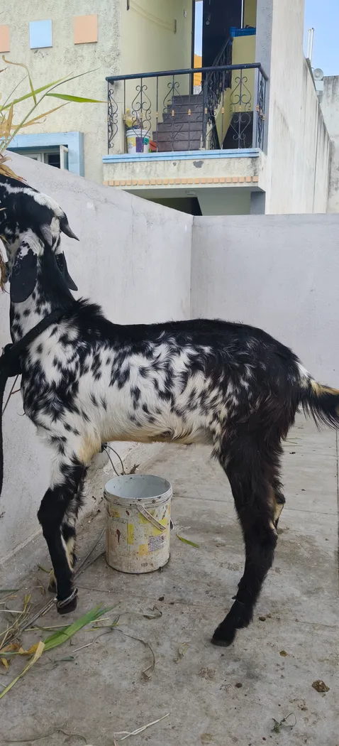 Kota Goat K0250 in  KARNATAKA