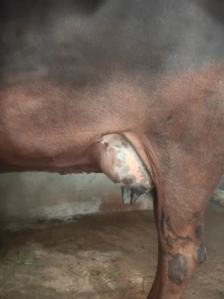 Jersey Cow in  MADHYA PRADESH