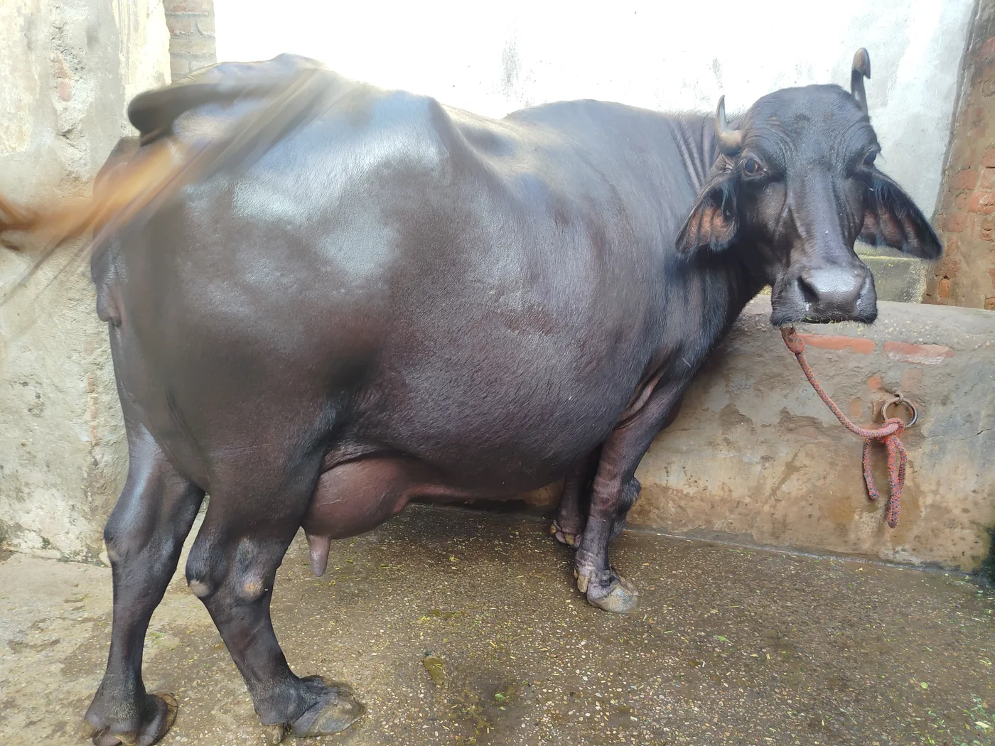 Murrah Buffalo in  UTTARAKHAND