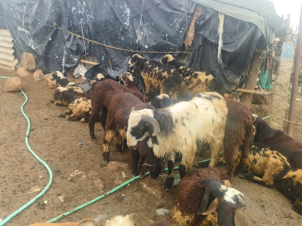 Deccani Sheep D0196 in  TELANGANA