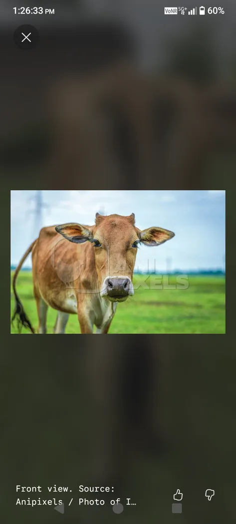 Cow Cow O0567 in  ASSAM