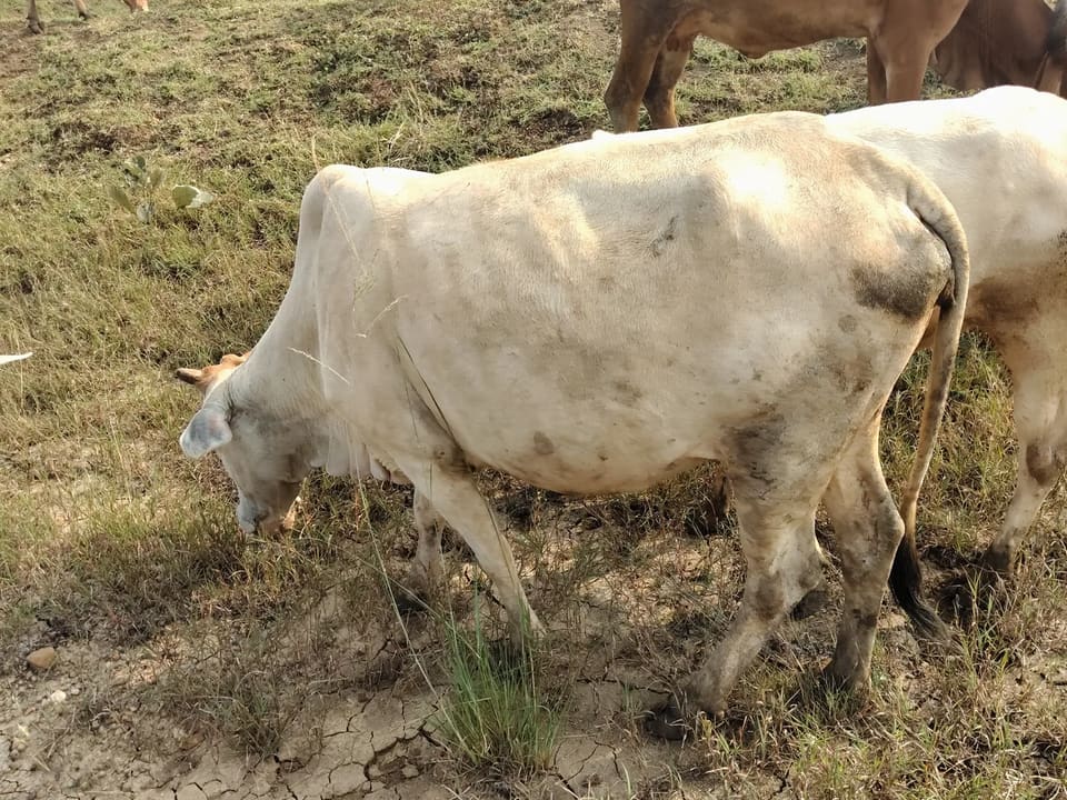 Gir Cow G2179 in  CHHATTISGARH