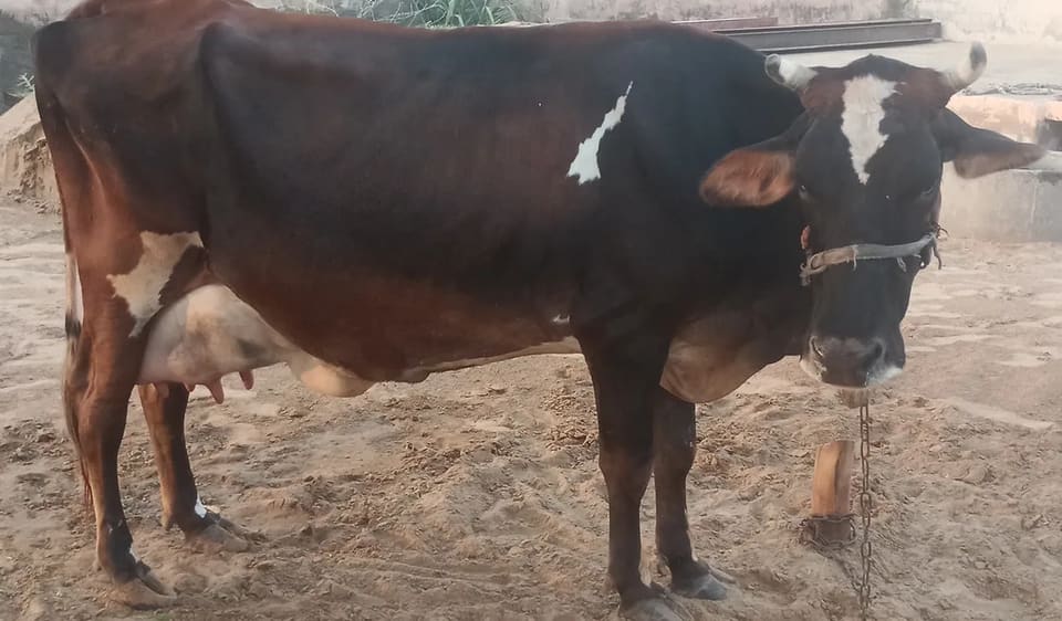 Jersey Cow J1554 in  RAJASTHAN