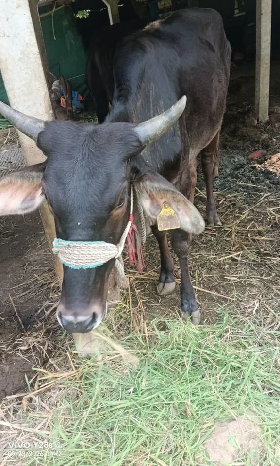 Others Cow in  GUJARAT