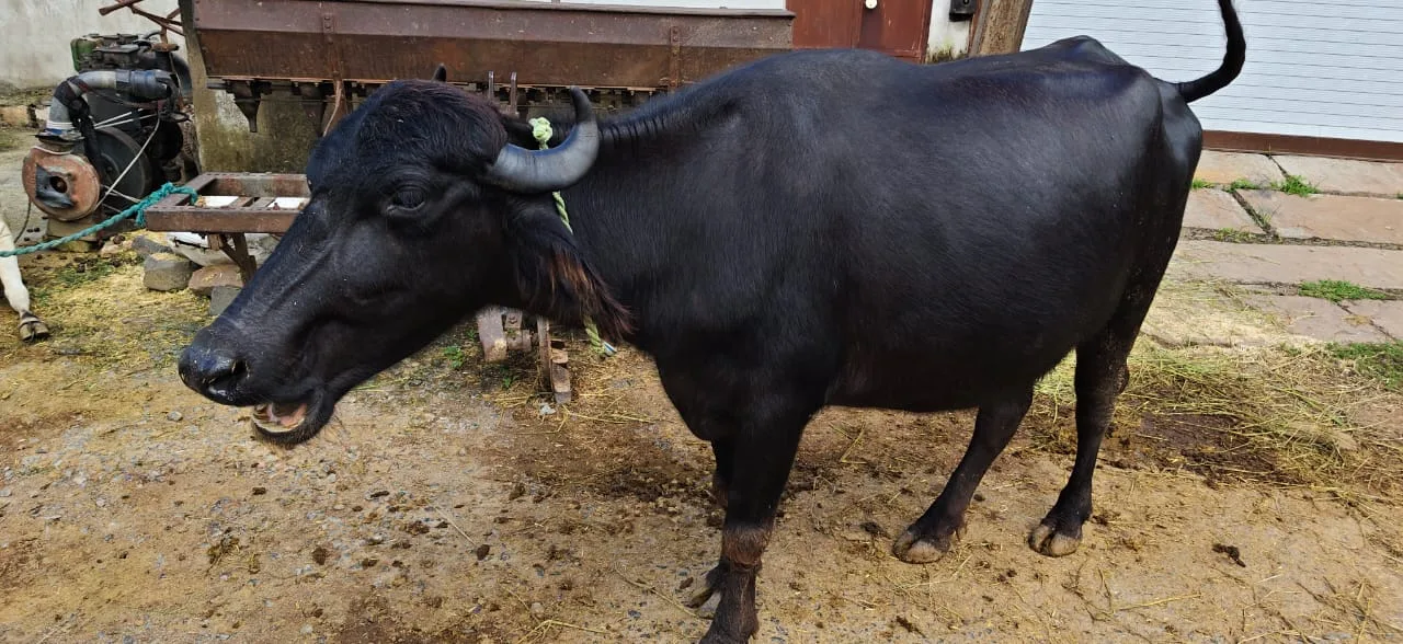 Others Buffalo in  MADHYA PRADESH